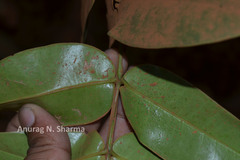 Memecylon randerianum